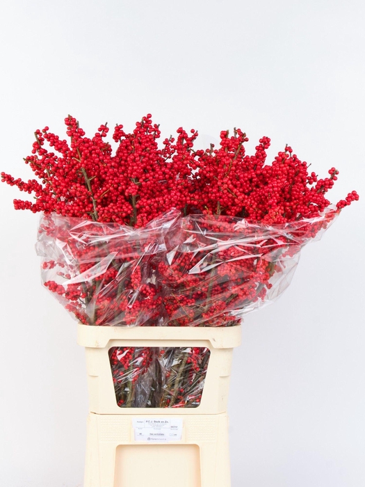 <h4>ILEX VE RODE BES</h4>