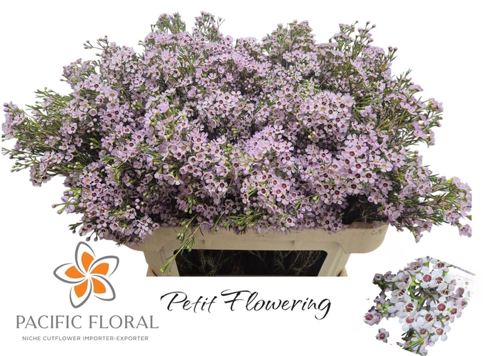 <h4>Chamelaucium 'Michal'</h4>