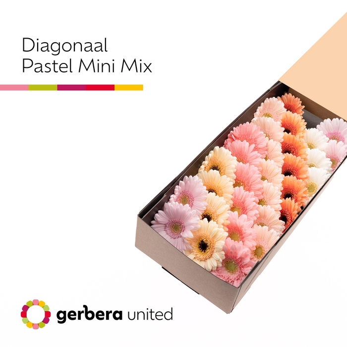 <h4>Germini Mix Pastel Doos</h4>