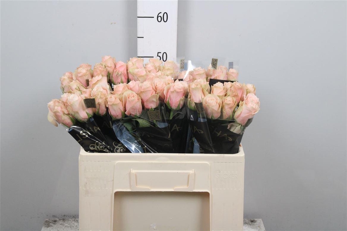 <h4>R Gr Lady Cava+</h4>