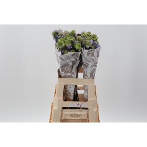 Scab Lavender Scoop 60cm ECU