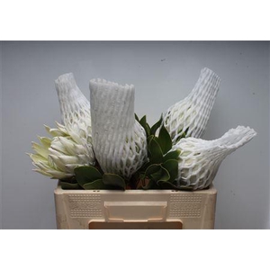 Protea Cynaroides Arctic Ice