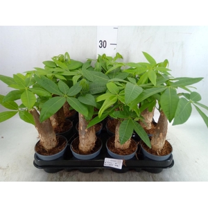 Pachira aquatica