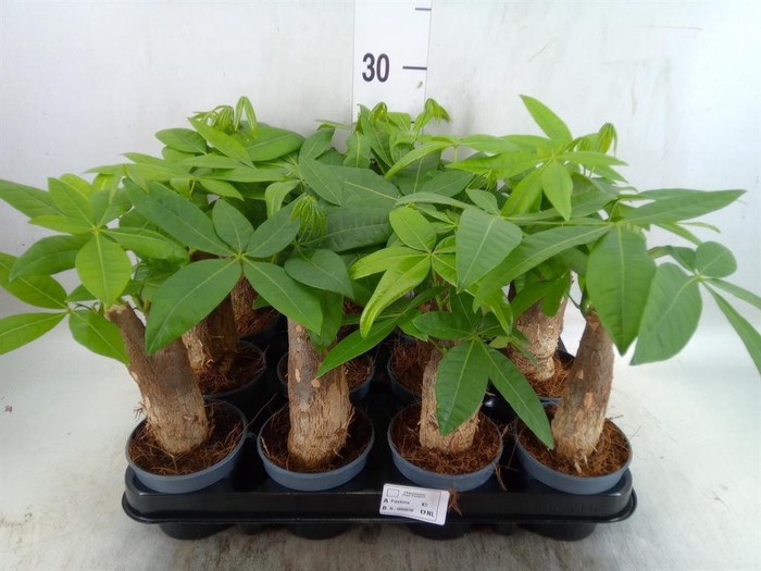 <h4>Pachira aquatica</h4>