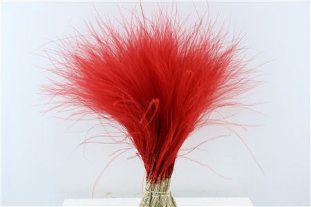 <h4>Dried Stypha Penata Red Bunch</h4>