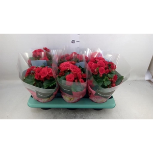 Begonia elat. DU 'Baladin'