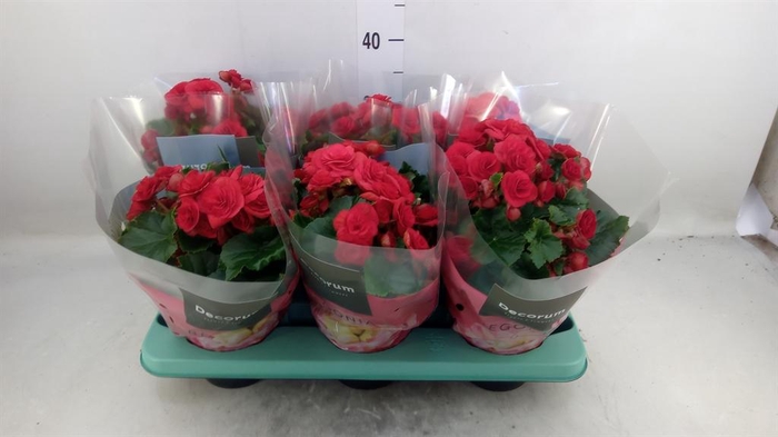 <h4>Begonia elat. DU 'Baladin'</h4>