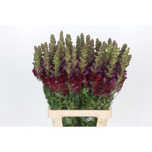 Antirrhinum Potomac Red