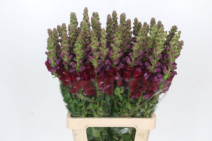 <h4>Antirrhinum Potomac Red</h4>