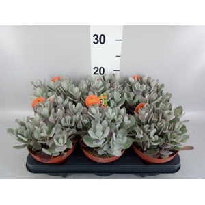 Crassula arborescens