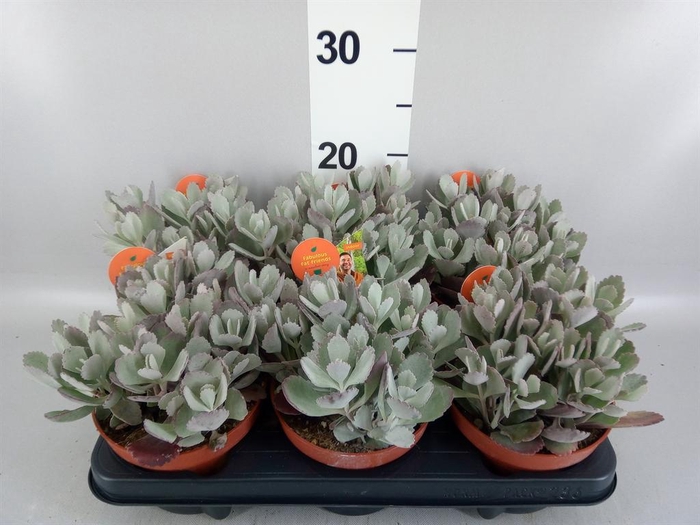 <h4>Crassula arborescens</h4>
