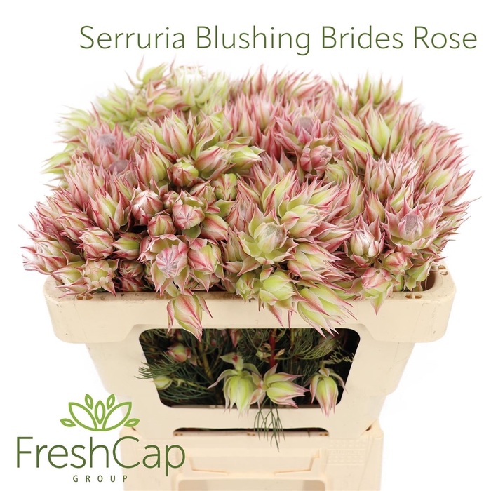 <h4>Serruria Blushing Brides Rose 10+ Flwrs</h4>