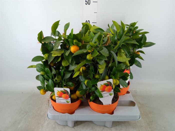 <h4>Citrus   ...</h4>