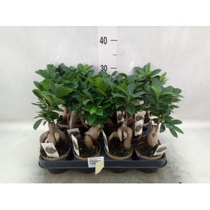 Ficus microcarpa 'Ginseng'