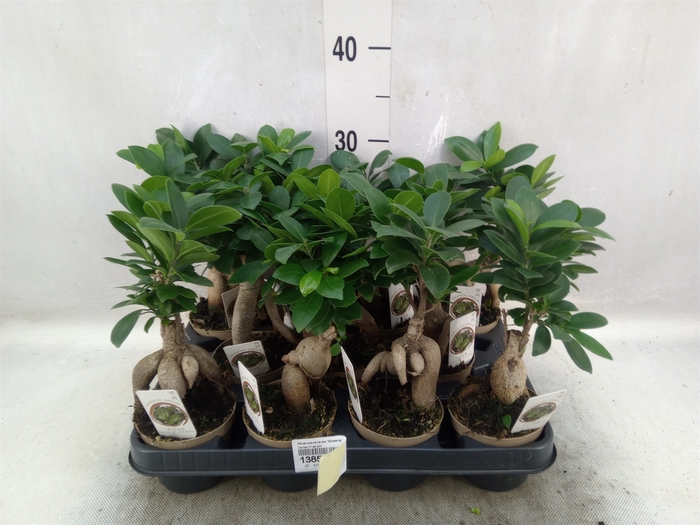 <h4>Ficus microcarpa 'Ginseng'</h4>