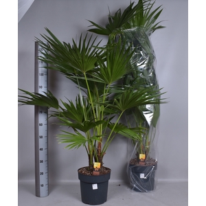 LIVISTONA ROTUNDIFOL