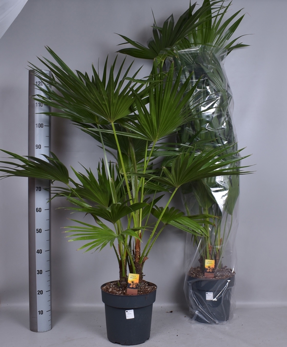 <h4>LIVISTONA ROTUNDIFOL</h4>