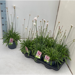 ARME PS BALLERIN WHI