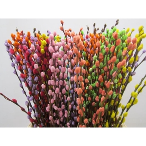 Salix Katje Mix L70