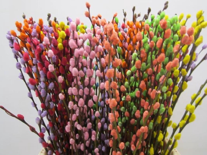 <h4>Salix Katje Mix L70</h4>