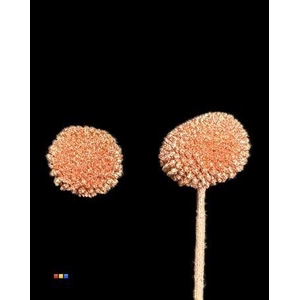 Craspedia Klb Copper