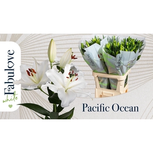 LI OR PACIFIC OCEAN