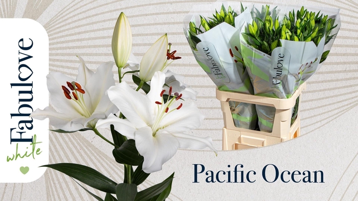 <h4>LI OR PACIFIC OCEAN</h4>