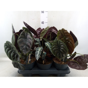 Alocasia   ...mix