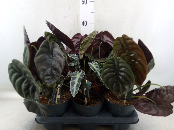 <h4>Alocasia   ...mix</h4>