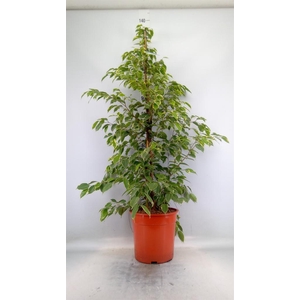 Ficus benja. 'Golden King'