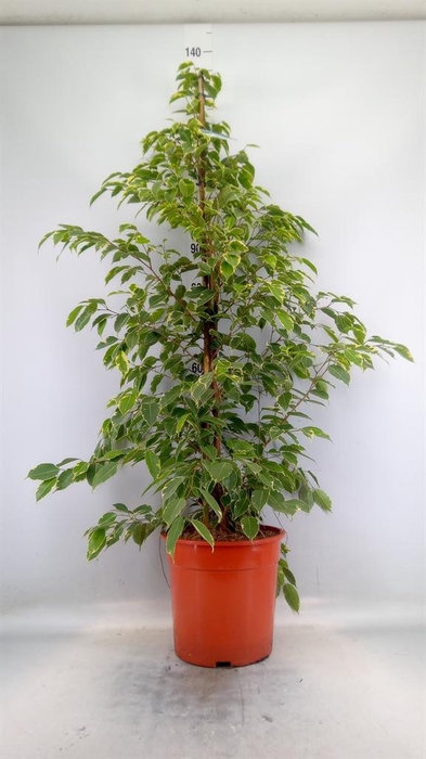 <h4>Ficus benja. 'Golden King'</h4>