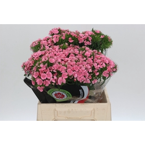 Dianthus Br Pink Prinsess