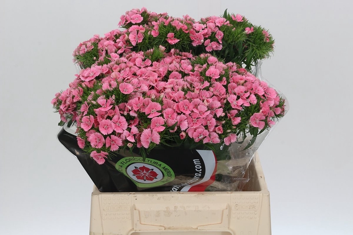 <h4>Dianthus Br Pink Prinsess</h4>