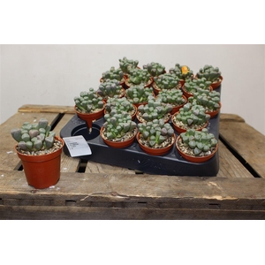 arr8 Succ Fenestraria Rhopalophylla