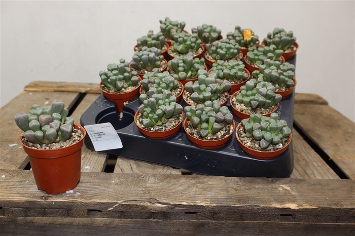 <h4>arr8 Succ Fenestraria Rhopalophylla</h4>