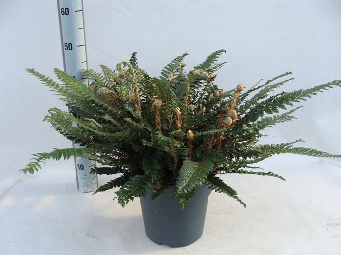 <h4>Asplenium   ...</h4>