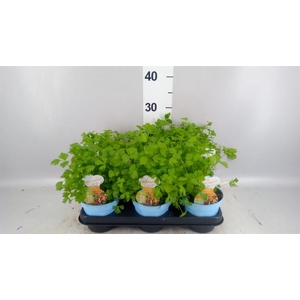 Apium graveolens