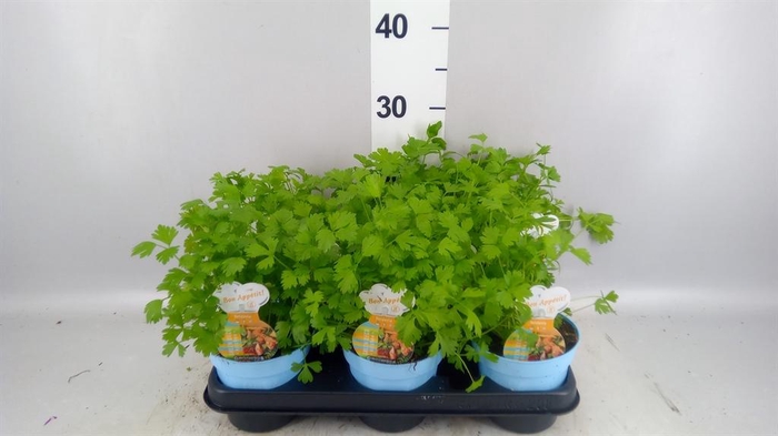 <h4>Apium graveolens</h4>