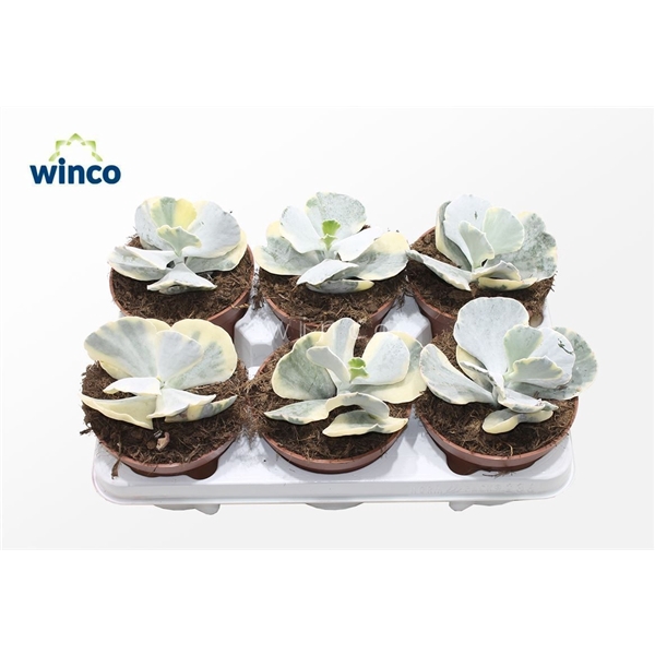 <h4>Cotyledon Variagata</h4>