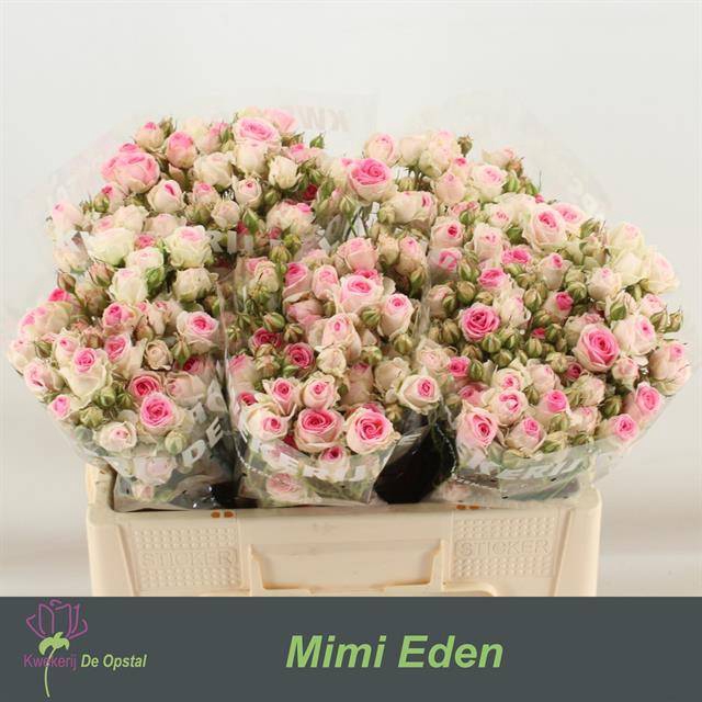 <h4>R TR MIMI EDEN</h4>