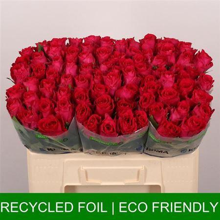 <h4>R Gr Madam Cerise</h4>