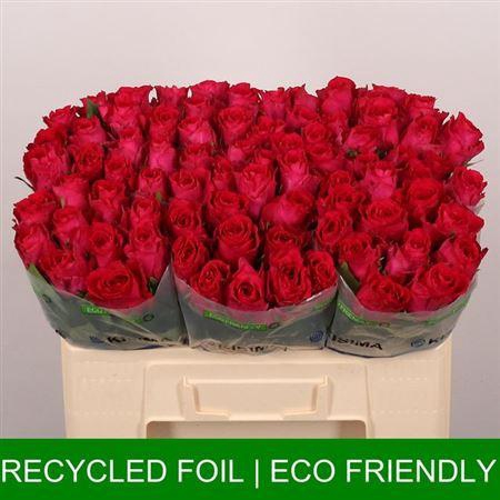 <h4>R Gr Madam Cerise</h4>