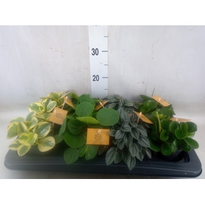 Peperomia   ...mix