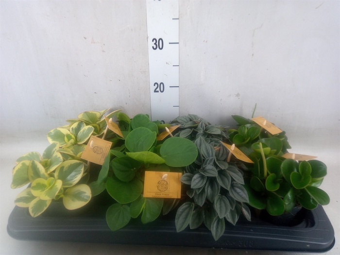 <h4>Peperomia   ...mix</h4>