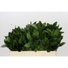 Ruscus Hypophyllum