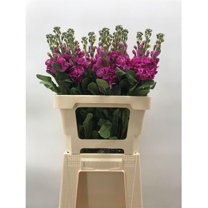 MATTHIOLA IRON CERISE