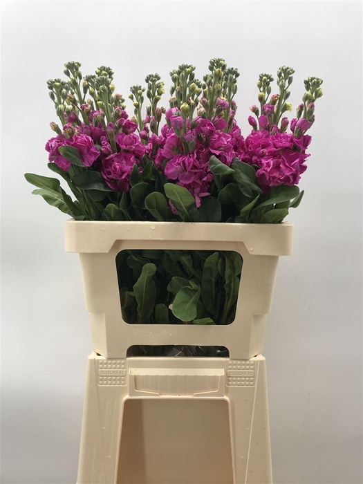 <h4>MATTHIOLA IRON CERISE</h4>