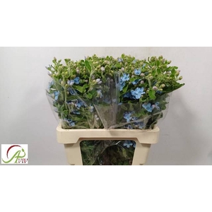 OXYPETAL TAN PUR BLU