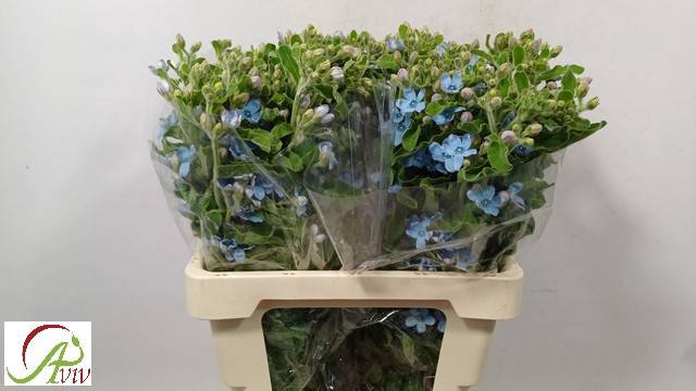 <h4>OXYPETAL TAN PUR BLU</h4>