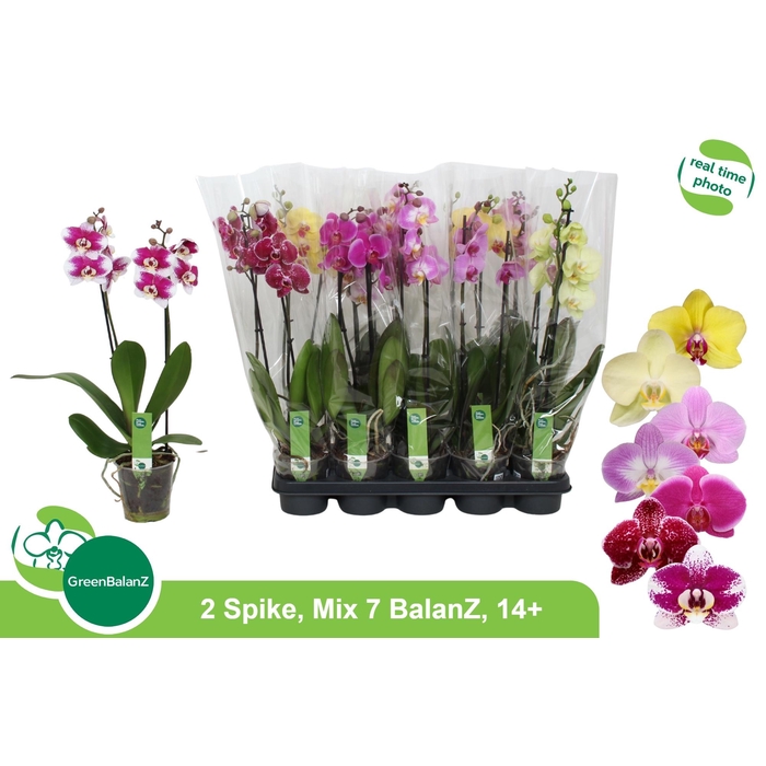<h4>PHAL GEM 7 KL</h4>
